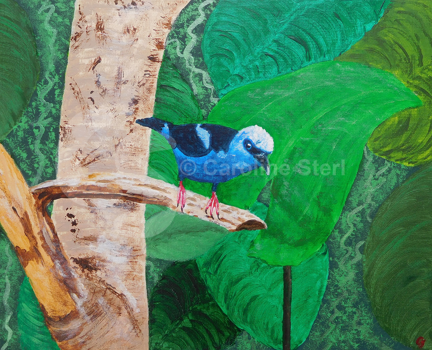 Painting: Red-legged honeycreeper